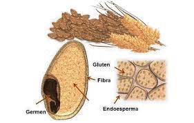 USO DE ALMIDÓN DE TRIGO EN ALIMENTOS ESPECIALES SIN GLUTEN