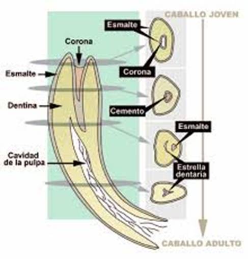 TEMA 3. ANATOMIA Y FISIOLOGIA EQUINAS