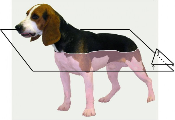 TEMA 1. ANATOMÍA Y FISIOLOGÍA. 2. TOPOGRAFIA Y MORFOLOGÍA