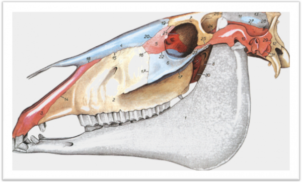 TEMA 3. ANATOMIA Y FISIOLOGIA EQUINAS