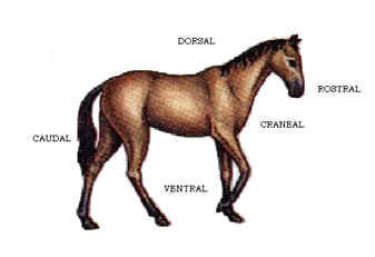 TEMA 1. ANATOMÍA Y FISIOLOGÍA. 2. TOPOGRAFIA Y MORFOLOGÍA