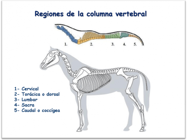 TEMA 3. ANATOMIA Y FISIOLOGIA EQUINAS