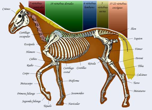 TEMA 3. ANATOMIA Y FISIOLOGIA EQUINAS