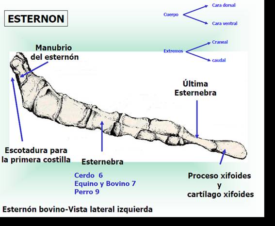 TEMA 3. ANATOMIA Y FISIOLOGIA EQUINAS