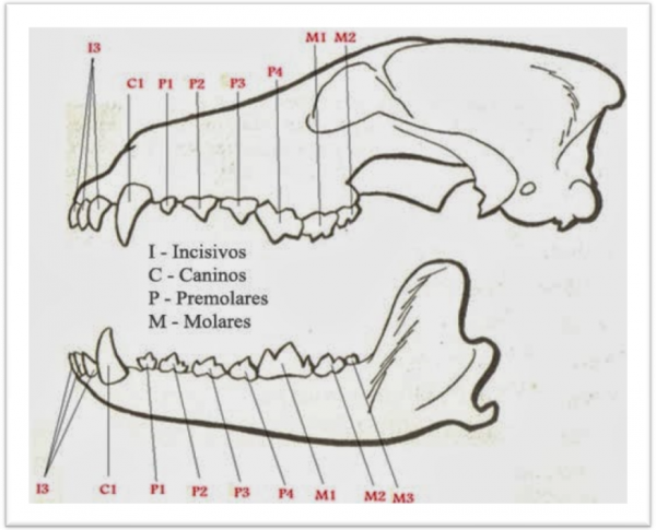 TEMA 1. ANATOMÍA Y FISIOLOGÍA. 2. TOPOGRAFIA Y MORFOLOGÍA