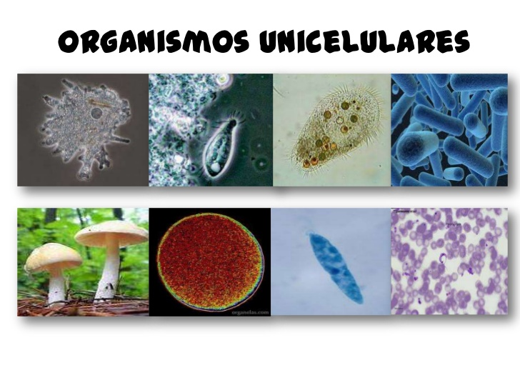 TEMA 1. ANATOMÍA Y FISIOLOGÍA. 3. LA BIOLOGIA MOLECULAR