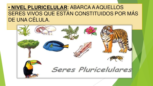 TEMA 1. ANATOMÍA Y FISIOLOGÍA. 3. LA BIOLOGIA MOLECULAR