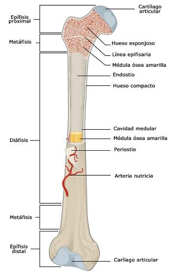 TEMA 1. ANATOMÍA Y FISIOLOGÍA. 4. TEJIDOS Y ORGANOSEN LOS ANIMALES -1