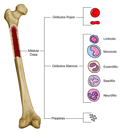 Desarrollo de los huesos