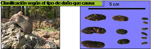 UNIDAD DIDÁCTICA 1. PLAGAS DE LOS CULTIVOS: CLASIFICACIÓN Y DESCRIPCIÓN