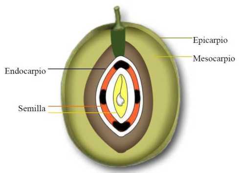 2.1 ACEITES DE OLIVA