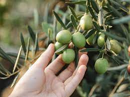 CLARIFICACIÓN DE LOS ACEITES DE OLIVA VÍRGENES