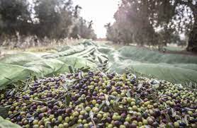 EFECTOS SALUDABLES DEL ACEITE DE OLIVA EN LA DIETA