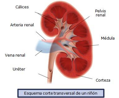 Sistema respiratorio - Anatomía Del Aparato Respiratorio