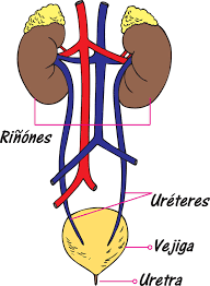 Sistema respiratorio - Anatomía Del Aparato Respiratorio