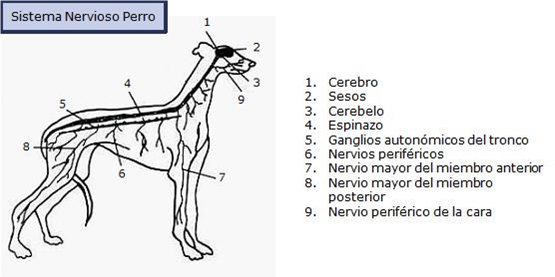 Anatomía Del Aparato Reproductor Aparato reproductor de la hembra